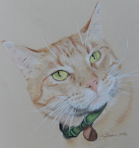 pastel drawing ginger cat