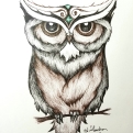 Ink drawing owl