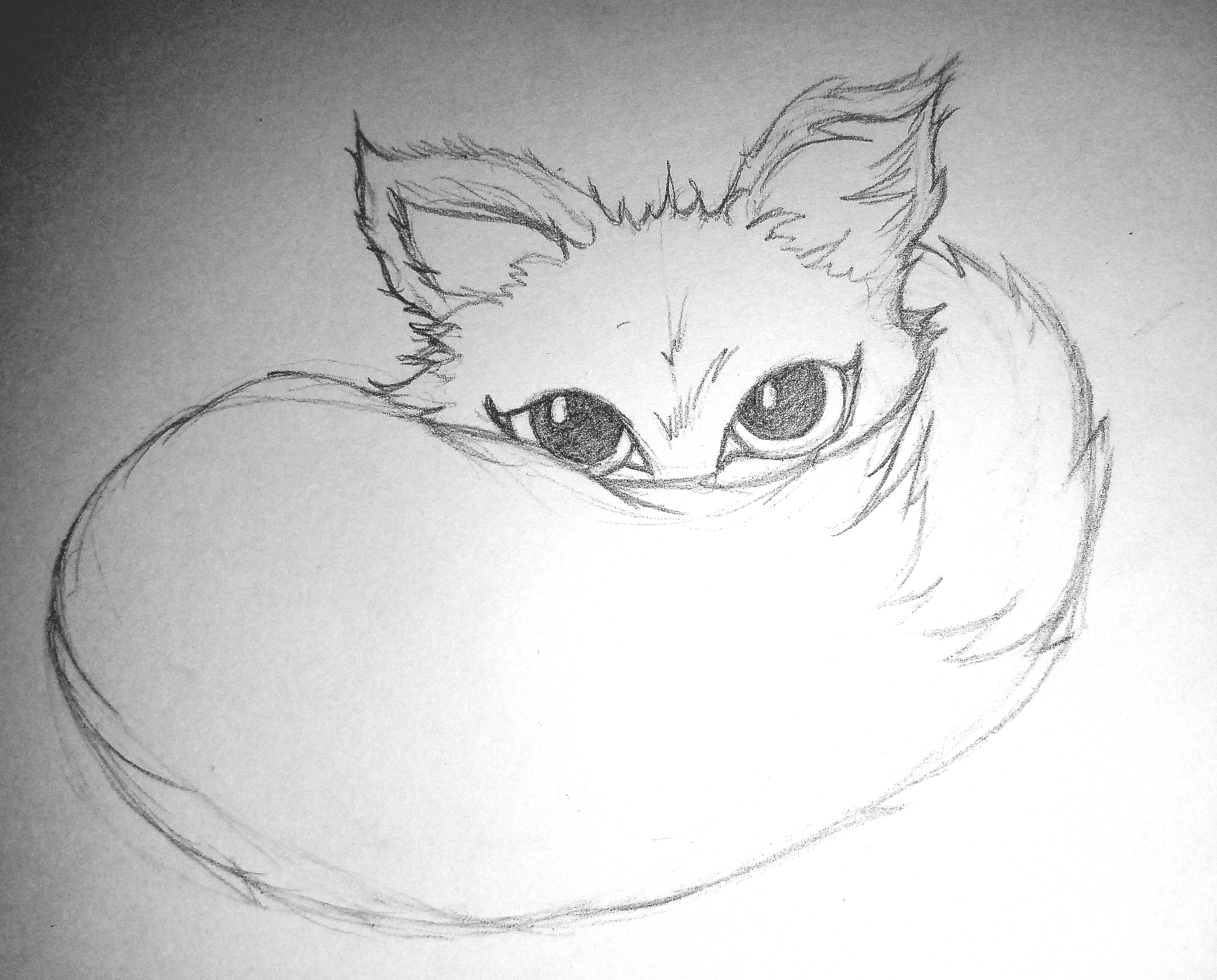 Pencil sketch shy fox