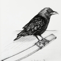 2018 Inktober Day 31 Slice ink drawing of raven standing on a knife by alecia goodman to present