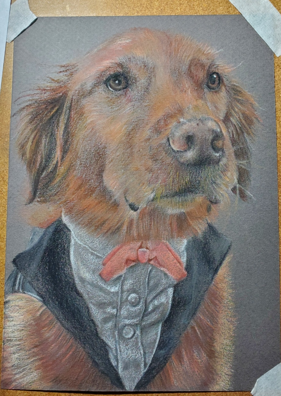 Red Labrador wearing a Tuxedo with bow portrait drawing by alecia goodman copyright 2022 to present